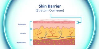 How to Apply Makeup to Dry Skin for a Flawless, Hydrated Finish